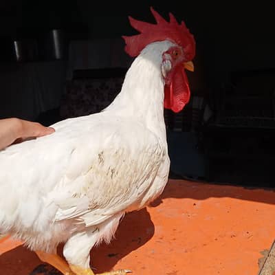 desi hens