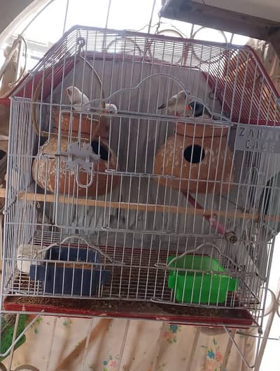 Finches