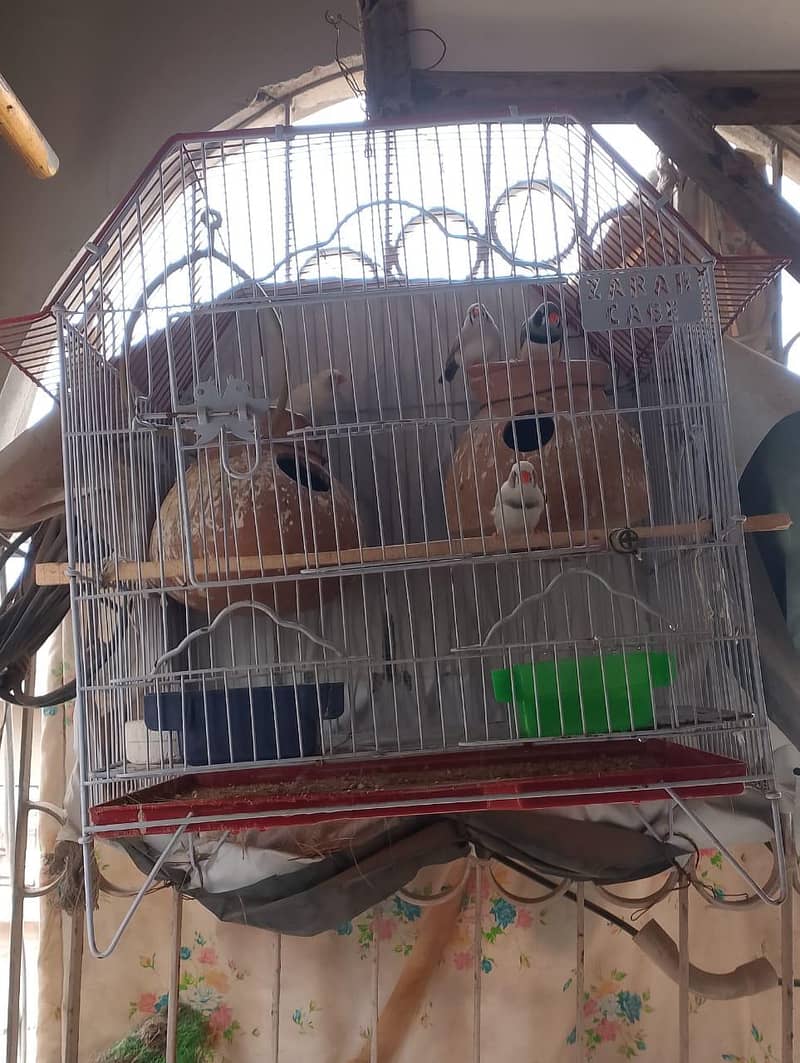 Finches 1