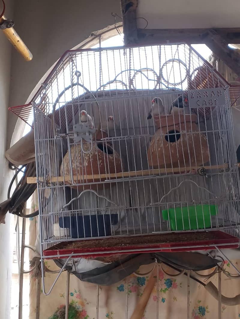 Finches 2