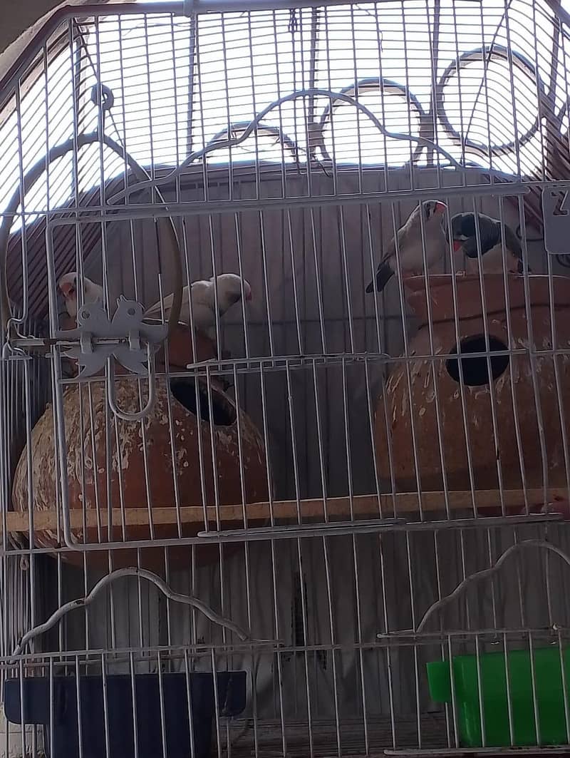 Finches 3