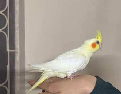 handtame cocktail chiks
