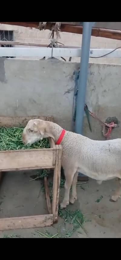 Mundra chatra bht pyara