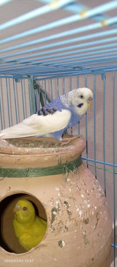 Australian parrots Budgies for Sale