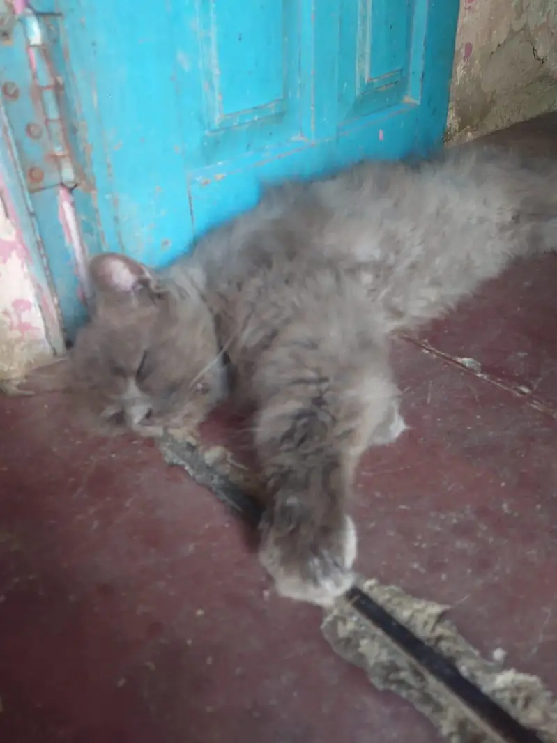 persian male