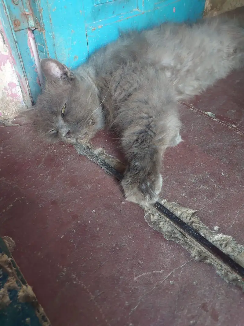 persian male — photo 3
