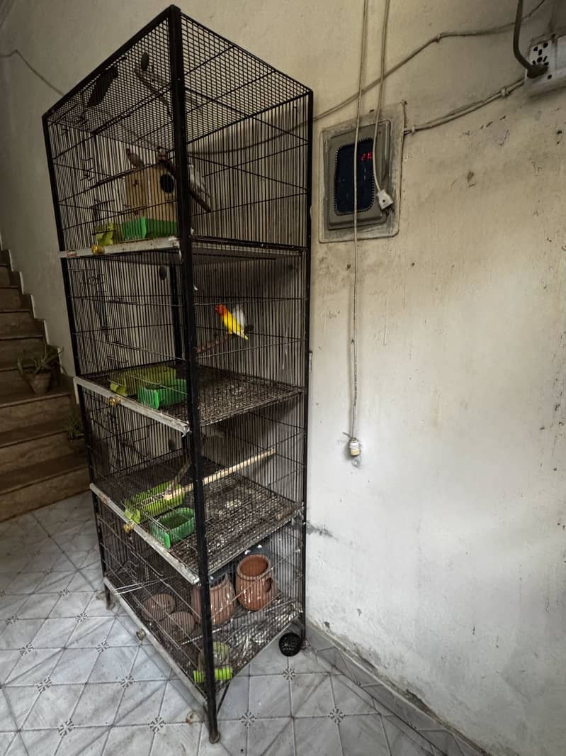 Cage, grey java pair 1