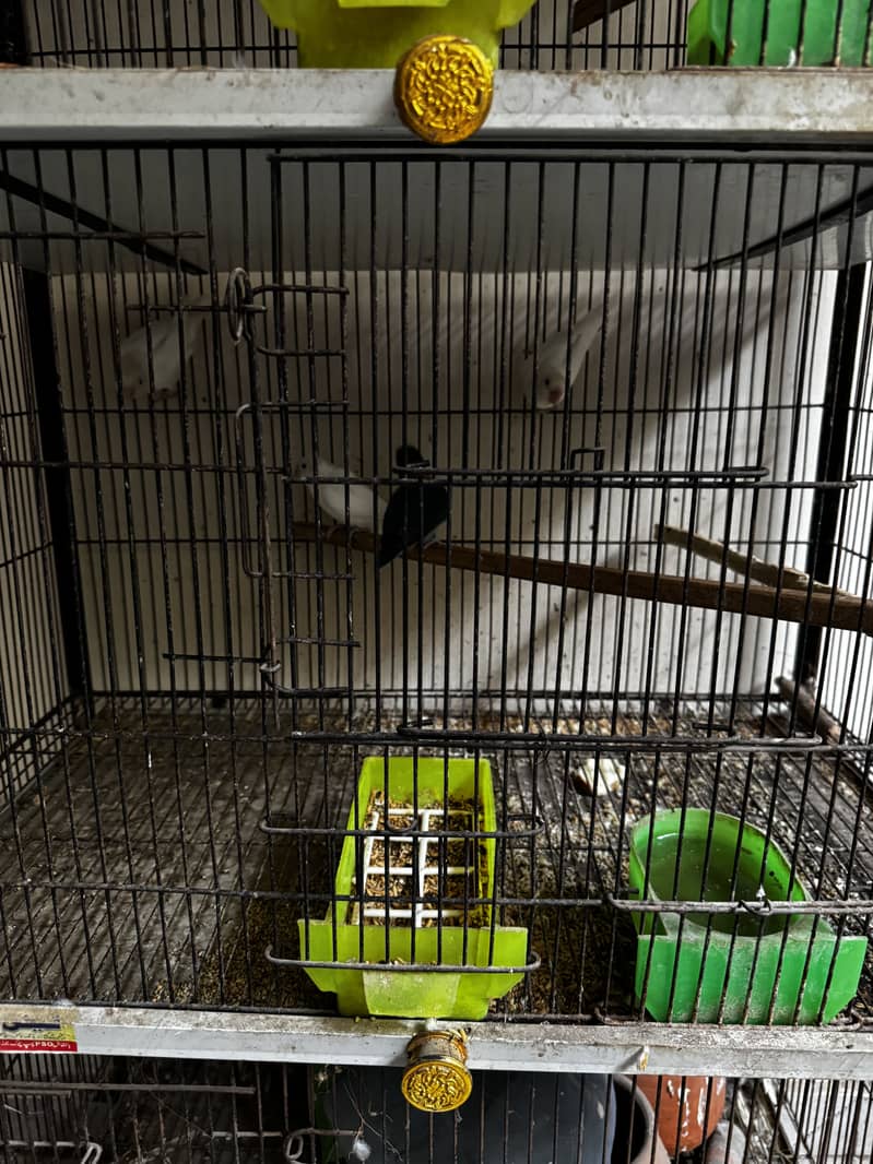 Cage, grey java pair 2