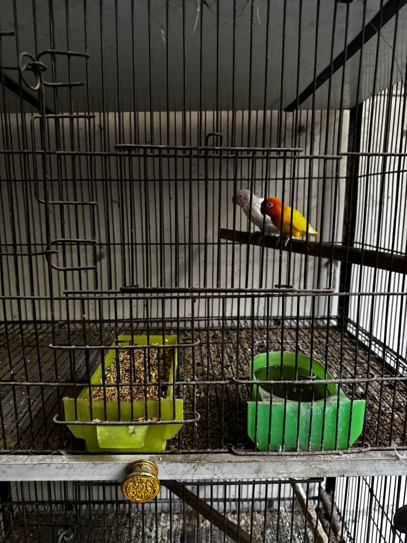 Cage, grey java pair 3