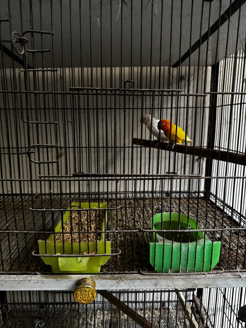 Cage for sale — photo 4