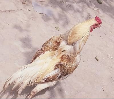 aseel murga urgent wale