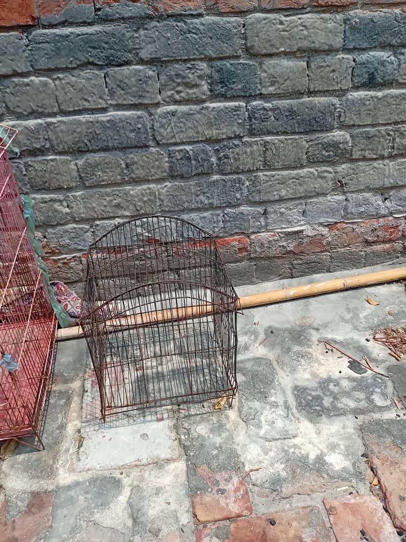 Cages 4