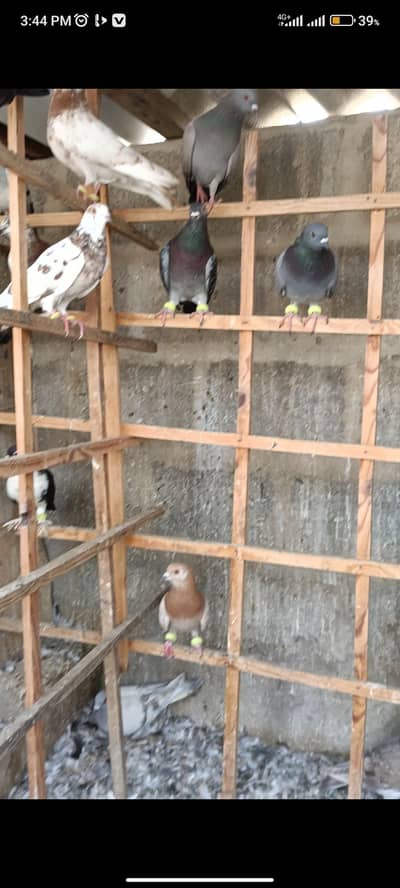 larhty huwy kabuootar / total 27 hen 4,5 male hogy baqi sab females ha