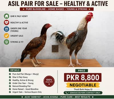 Pure Aseel Mainwali Pair ( Murga+ Murgi ) Young| Healthy