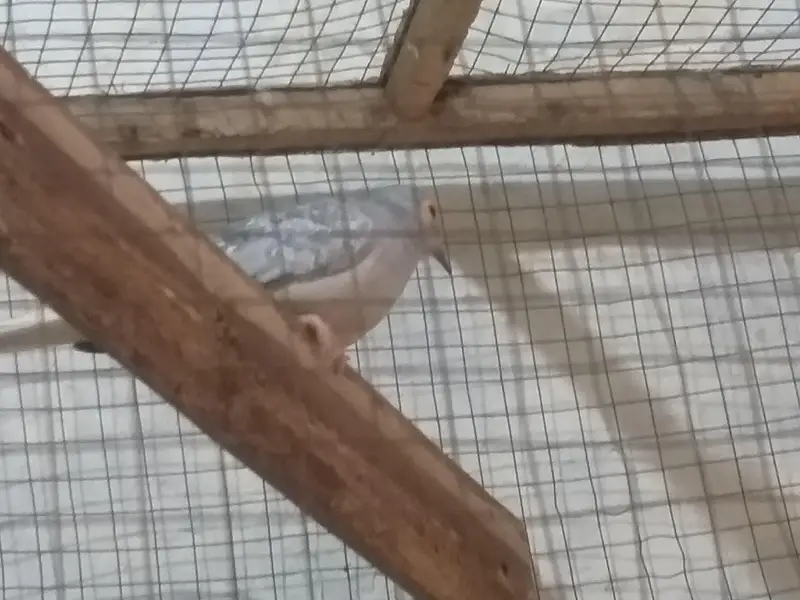 love bird java finch hogoromo and diamond dove all breeder — photo 4