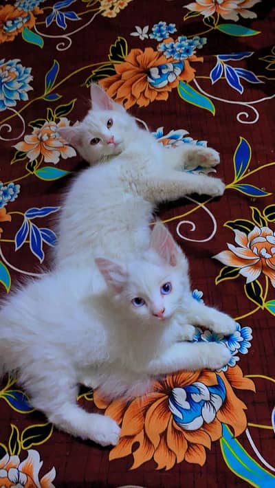 Percian cat pair