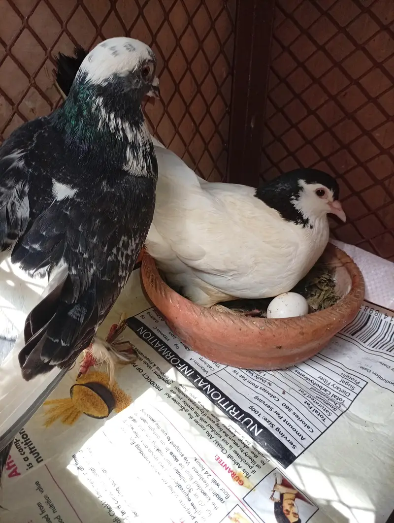 Active and healthy pair — photo 2