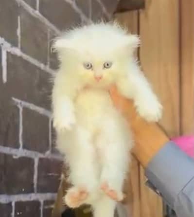 Persian kitten 3 triple coat