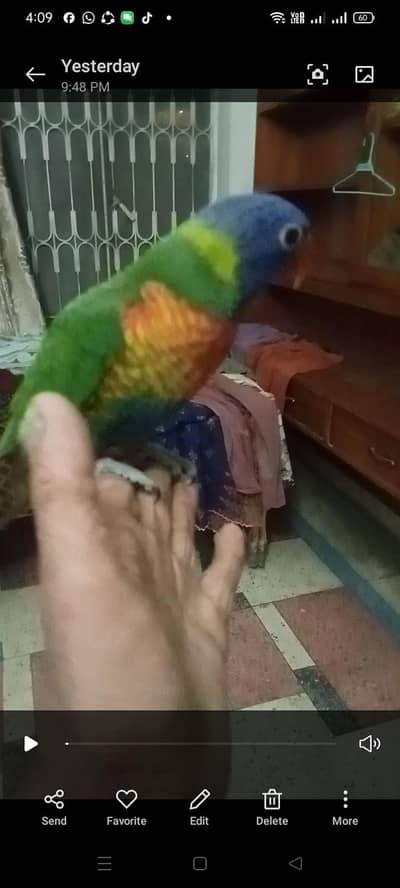red Mlacoun lory chick