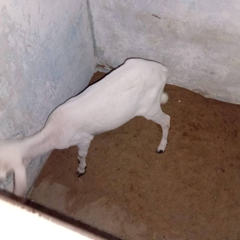 dumba 2