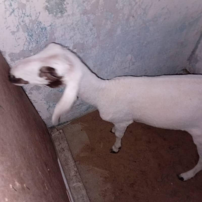 dumba 3