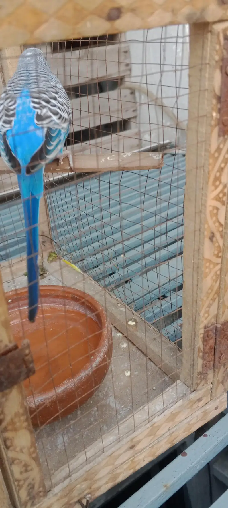 Australian parrot male for sale urgent