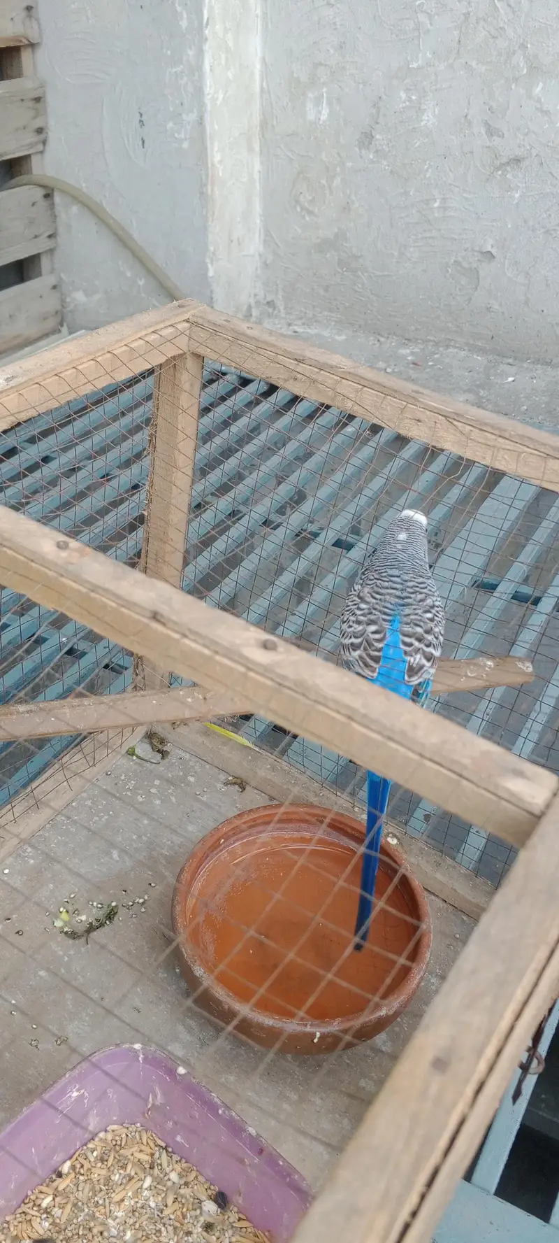 Australian parrot male for sale urgent — photo 2