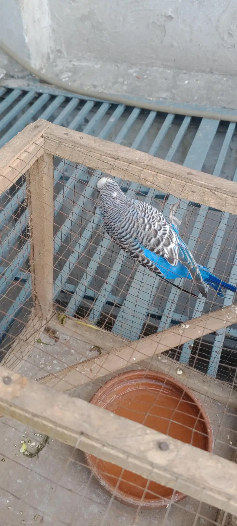 Australian parrot male for sale urgent — photo 3