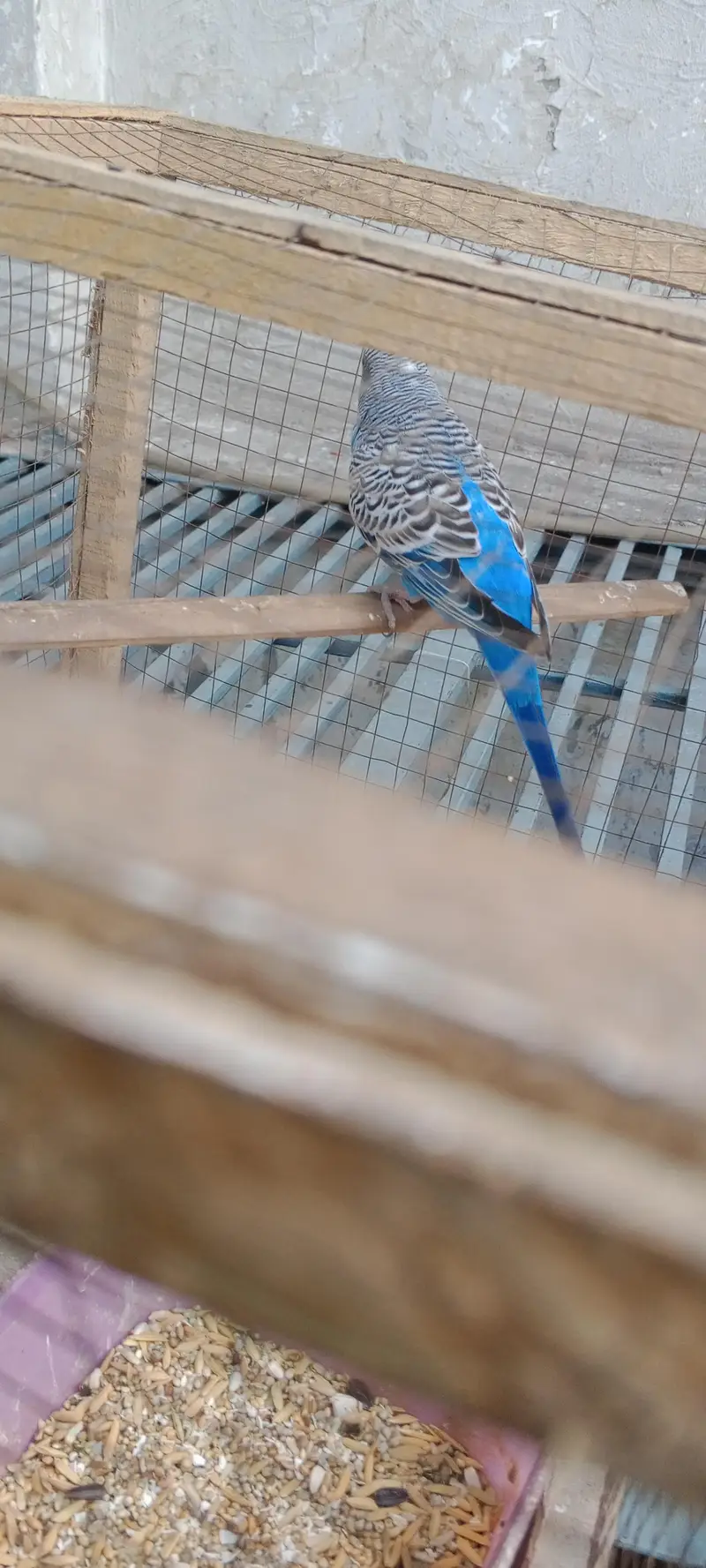 Australian parrot male for sale urgent — photo 4