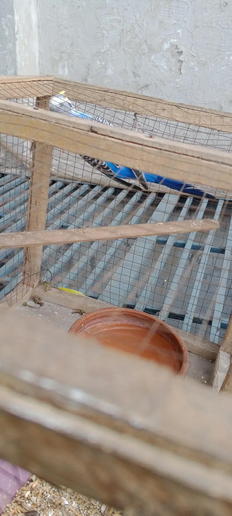 Australian parrot male for sale urgent — photo 5