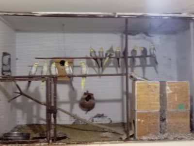 cockatiel pairs breeder and single males also all setup sale