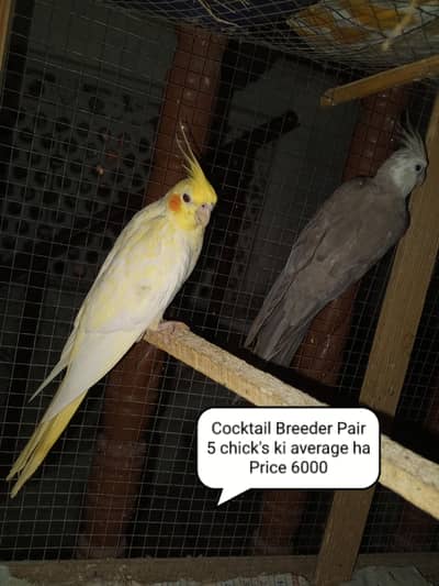 Cocktail Parrots , Budgies Parrots our cages for sale