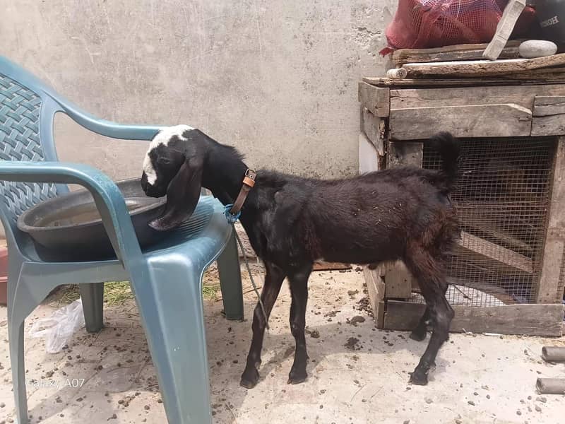 teeda bakra n teddy black bakri 1