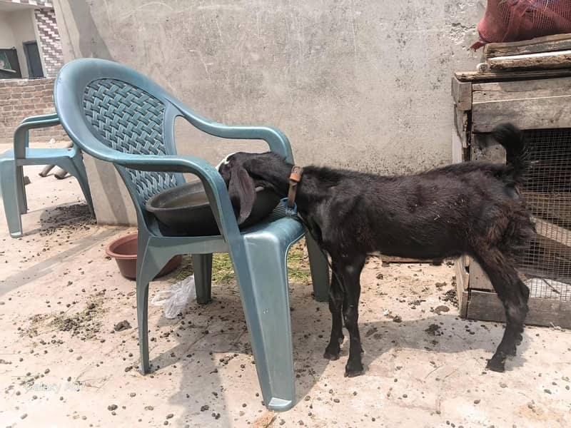 teeda bakra n teddy black bakri 2