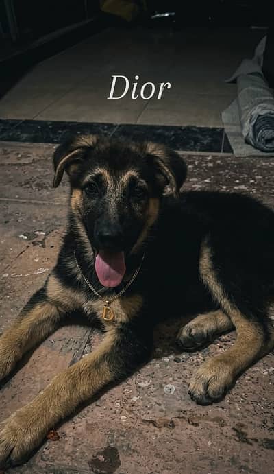 German Shepherd Stock Coat