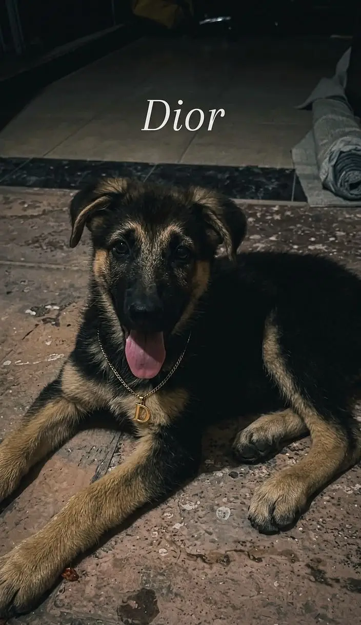 German Shepherd Stock Coat