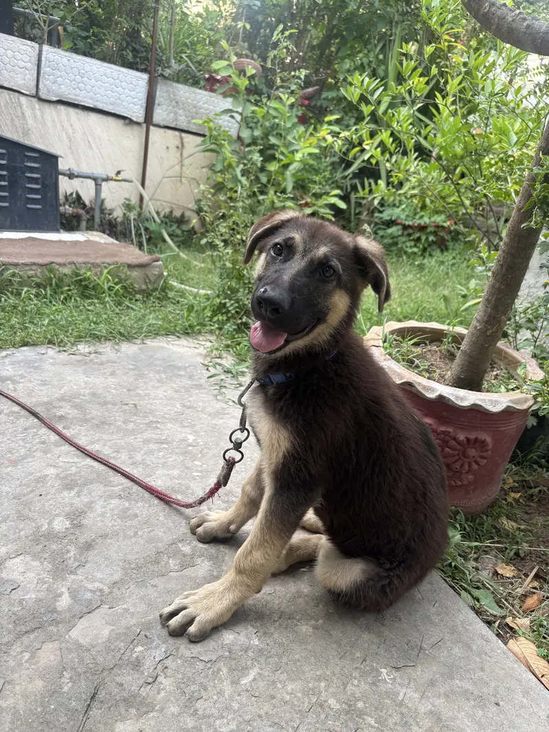 German Shepherd Stock Coat — photo 2