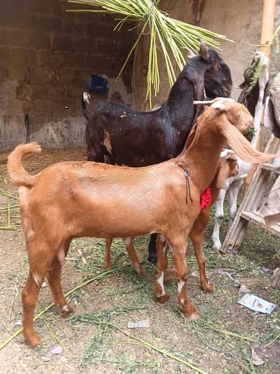 bakri achi h 2 dant h
