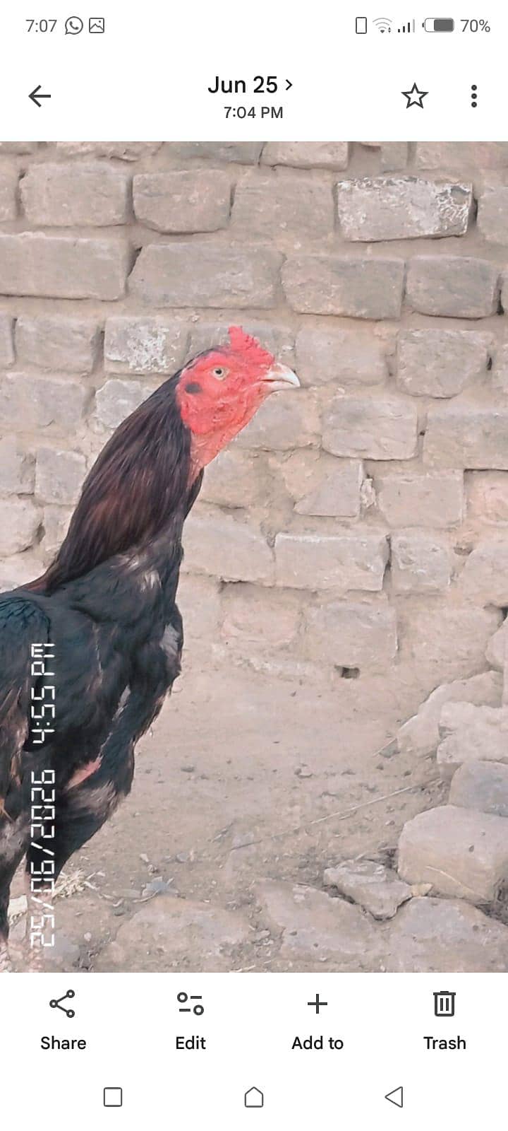 aseel 2