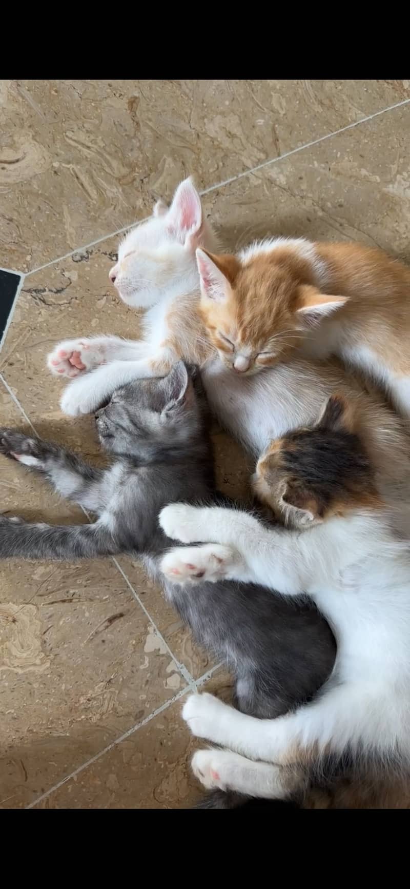 Kittens 0
