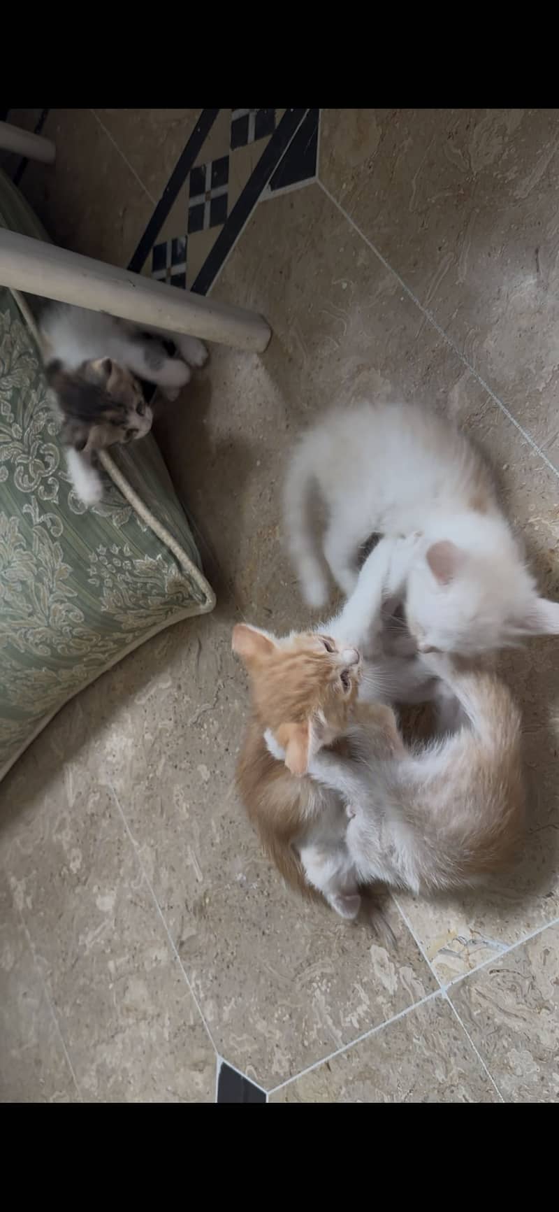 Kittens 1