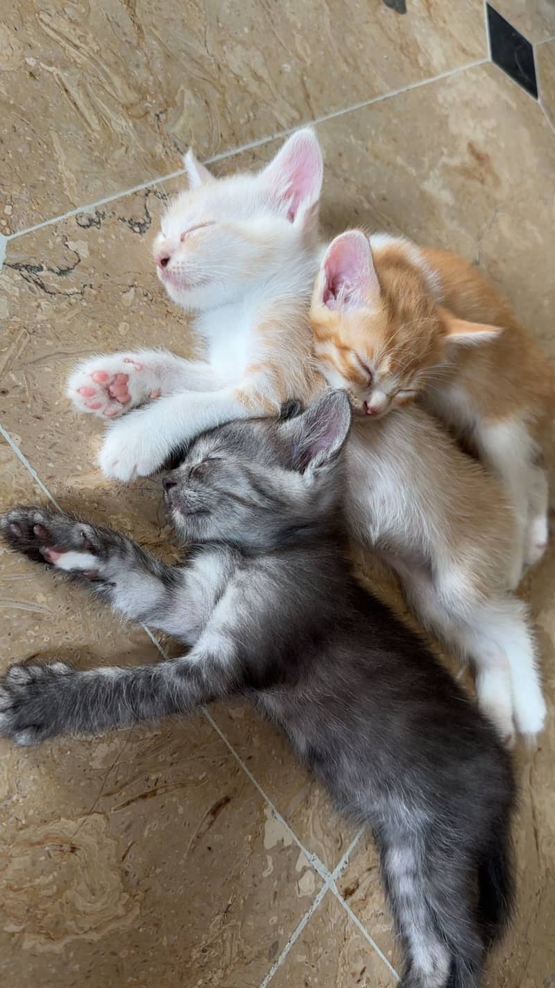 Kittens 2