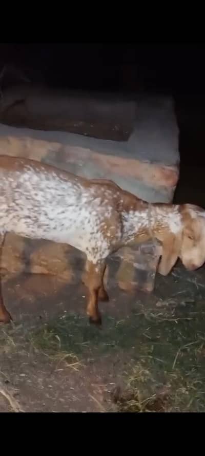 Goat for sale age 8 months