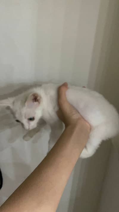 Persian cat
