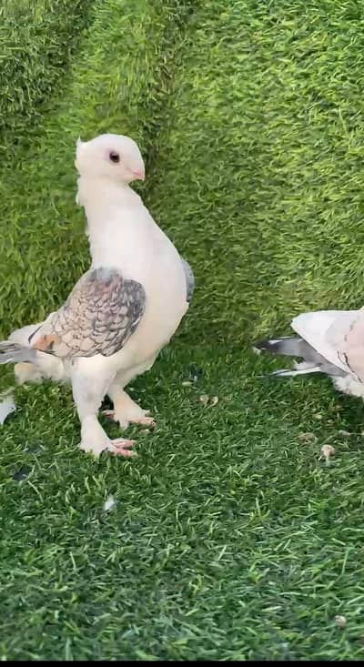 SENTIENT Pair and White Frillback pair