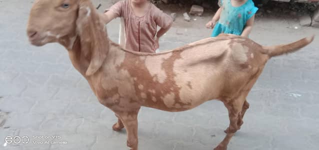 2 Dant bakra
