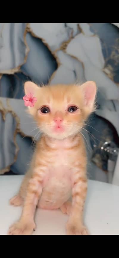 Friendly 1.5 month old kitten
