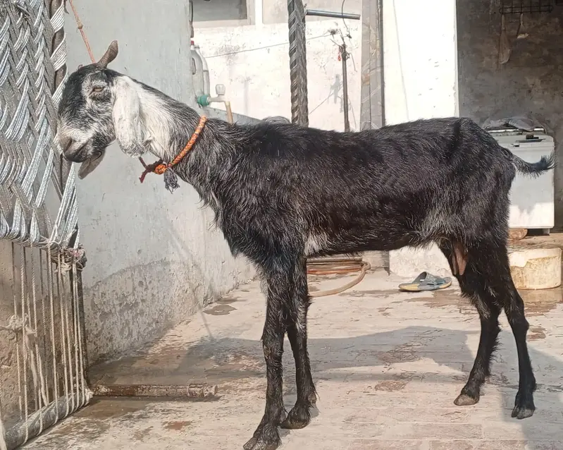 bakri Rate fnl hy