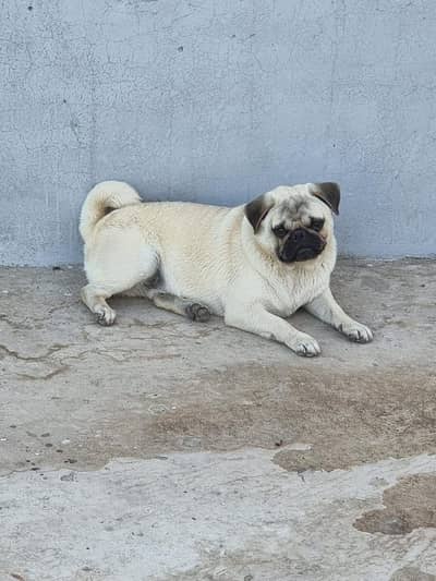 Pug Male for sale very healthy and playful age 3 years NON PED