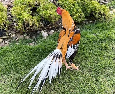 Aseel Murga For Sale